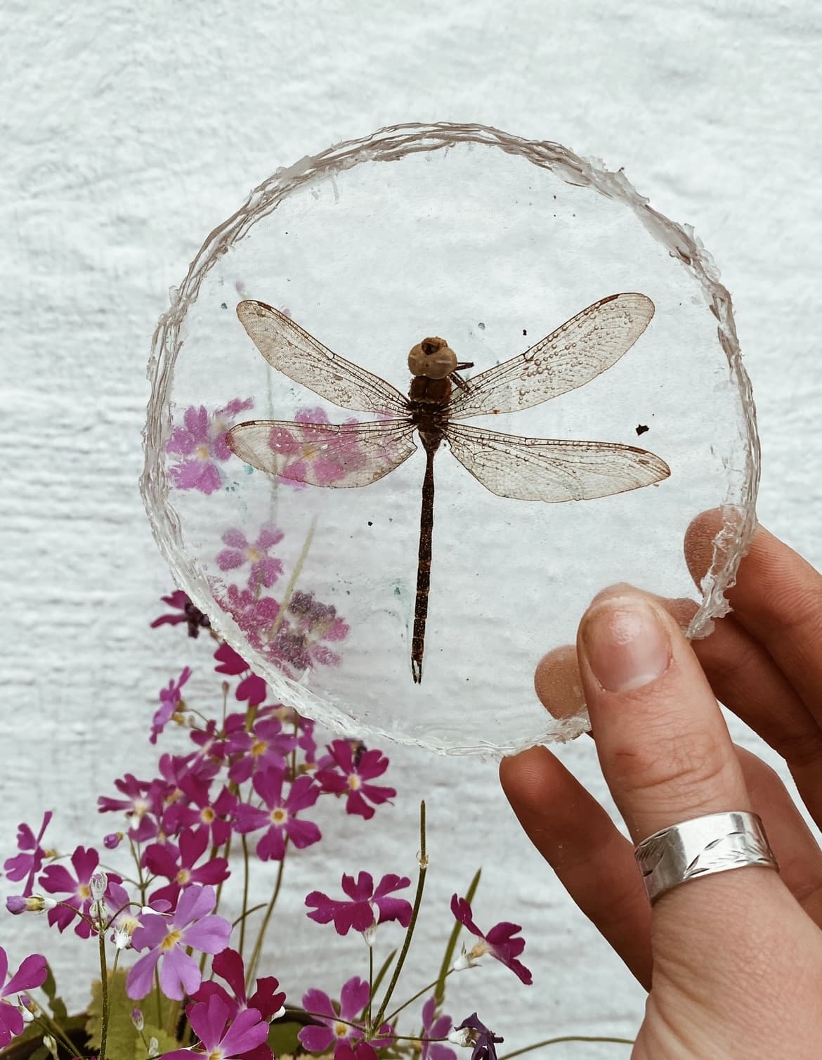 Dragonfly Coaster 2