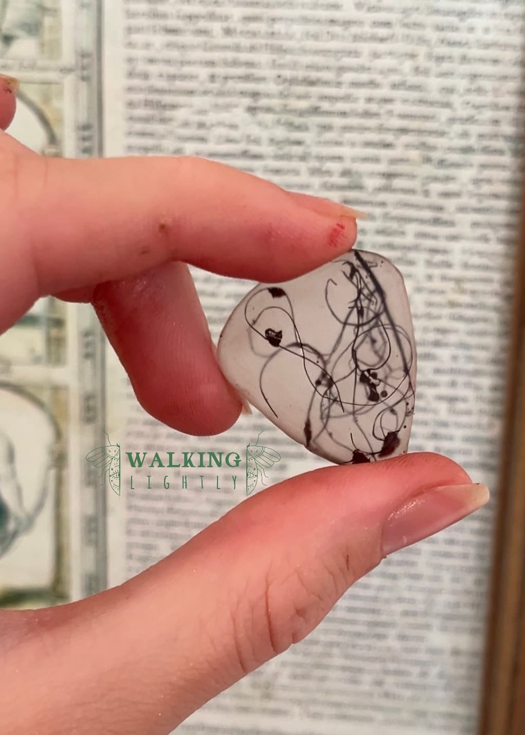 Marasmius Pick